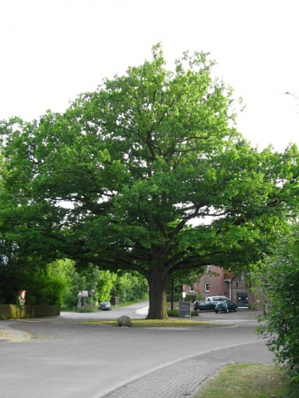 Bild 1 von Eiche an der Antoniusstraße